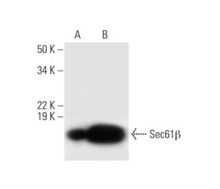 Sec61&beta; Antibody (E-6) - Western Blotting - Image 297018Each CRISPR/Cas9 Knockout (KO) Plasmid product consists of a pool of 3 plasmids designed to ensure identification and cleavage of a specific gene for maximum knockout efficiency. Each plasmid encodes a unique 20 nt sequence derived from the GeCKO (v2) library. 