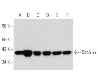 Sec61&alpha; Antibody (G-2) - Western Blotting - Image 357298 