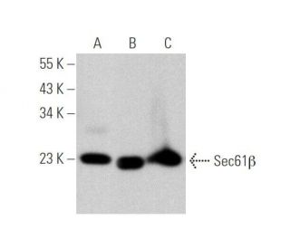 Sec61&beta; Antibody (E-6) - Western Blotting - Image 349038 