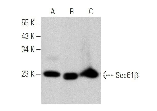 Sec61β抗体 (E-6) | SCBT - Santa Cruz Biotechnology