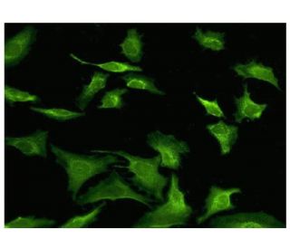 Sec63 Antibody (1A8) - Immunofluorescence - Image 351768 