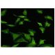 Sec63 Antibody (1A8) - Immunofluorescence - Image 351768 