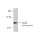 Sec63 Antibody (1A8) - Western Blotting - Image 349523