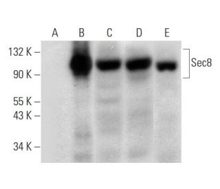 Sec8 Antibody (B-11) - Western Blotting - Image 318342 