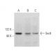 Sec8 Antibody (B-11) - Western Blotting - Image 365465