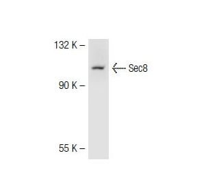 Sec8 Antibody (LB-2) - Western Blotting - Image 41080 
