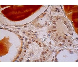 SECp43 Antibody (E-7) - Immunohistochemistry - Image 293439 