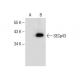 SECp43 Antibody (E-7) - Western Blotting - Image 284993