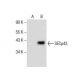 SECp43 Antibody (F-9) - Western Blotting - Image 285784