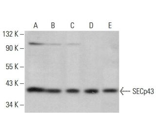 SECp43 Antibody (F-9) - Western Blotting - Image 377441 