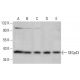 SECp43 Antibody (F-9) - Western Blotting - Image 377441 