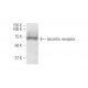 secretin receptor Antibody (3H1) - Western Blotting - Image 347575 