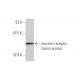secretin receptor Antibody (3H1) - Western Blotting - Image 348837