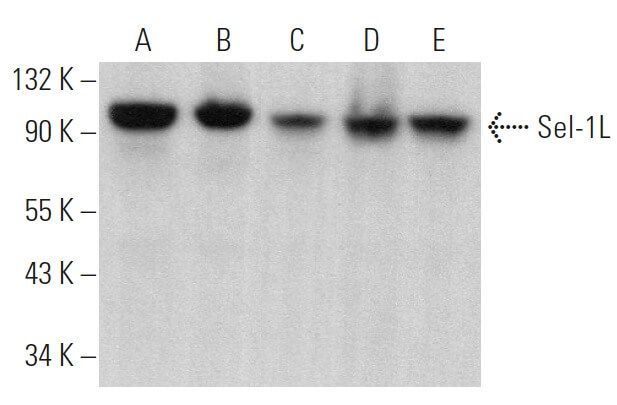 Anti Sel 1l Antibody G 11 Scbt Santa Cruz Biotechnology