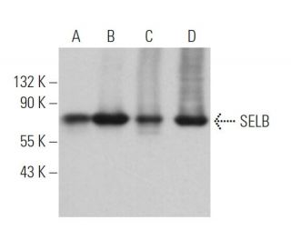 SELB Antibody (F-4) - Western Blotting - Image 371318 