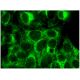 SELB Antibody (G-9) - Immunofluorescence - Image 295317 