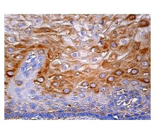 SELB Antibody (G-9) - Immunohistochemistry - Image 159205 