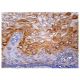 SELB Antibody (G-9) - Immunohistochemistry - Image 159205 