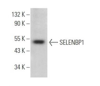 SELENBP1抗体(G-9) | SCBT - Santa Cruz Biotechnology
