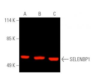 SELENBP1 Antibody (G-9) - Western Blotting - Image 391243 
