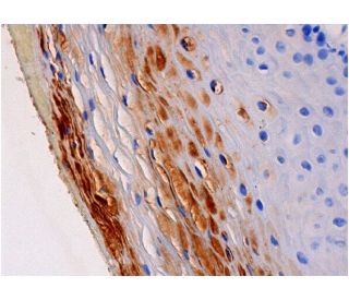 selenocysteine lyase Antibody (B-8) - Immunohistochemistry - Image 286448 