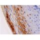 selenocysteine lyase Antibody (B-8) - Immunohistochemistry - Image 286448 