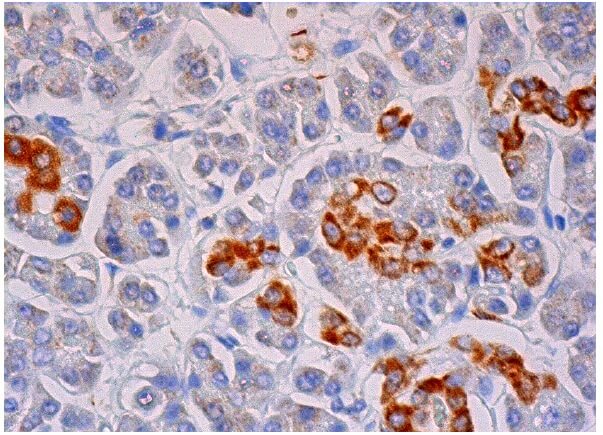 Anti-Selenoprotein P Antibody (B-9) | SCBT - Santa Cruz Biotechnology