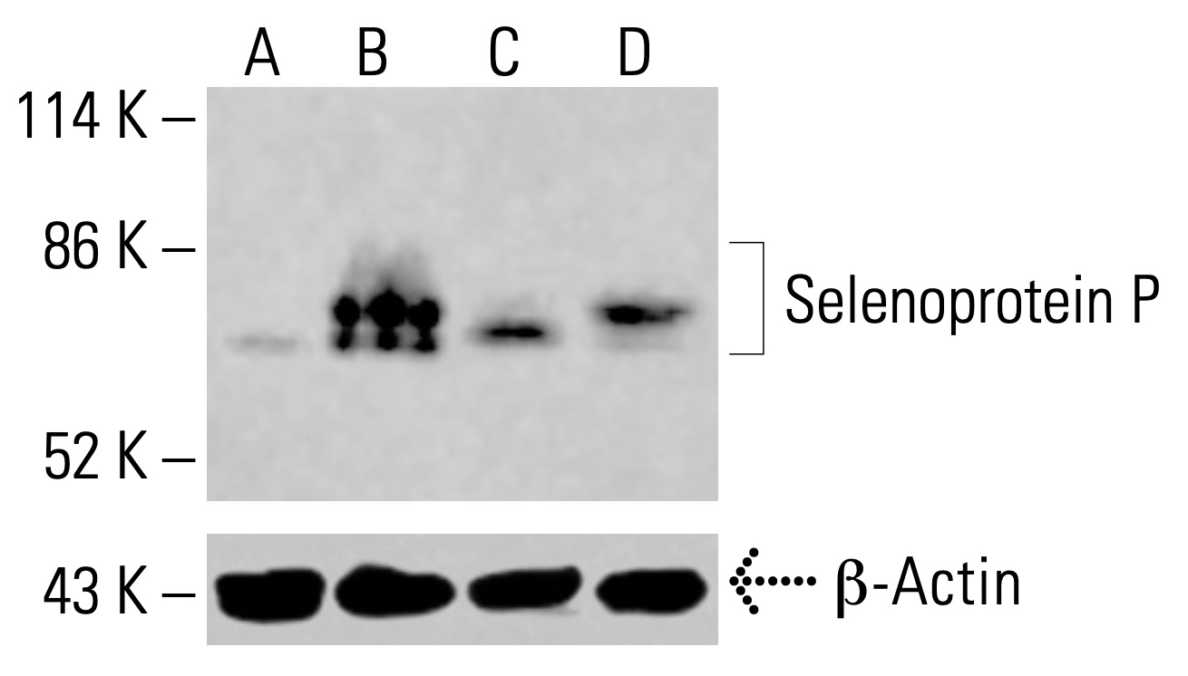 ＊Lupusさま専用 Selenoprotein P Antibody (B-9) | SCBT - Santa Cruz Biotechnology