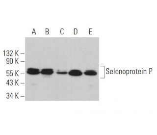 Selenoprotein P Antibody (B-9) - Western Blotting - Image 363411