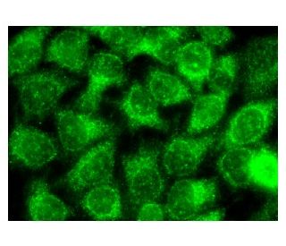 Selenoprotein S Antibody (D-1) - Immunofluorescence - Image 142971 