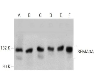 SEMA3A Antibody (C-1) - Western Blotting - Image 354741 