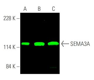 western blotting image from recommended SEMA3A (A-12) monoclonal antibody replacement. Image 378847