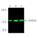 western blotting image from recommended SEMA3A (A-12) monoclonal antibody replacement. Image 378847