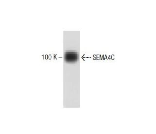 SEMA4C Antibody (37) - Western Blotting - Image 138254 