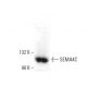 SEMA4C Antibody (37) - Western Blotting - Image 399431 