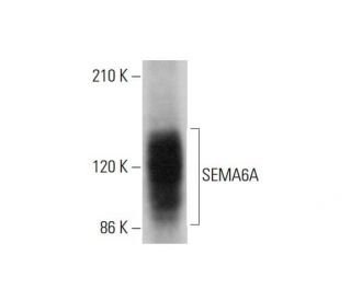 SEMA6A Antibody (B-3) - Western Blotting - Image 377373 