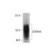 SEMA6A Antibody (B-3) - Western Blotting - Image 377373 
