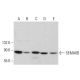 SEMA6B Antibody (G-7) - Western Blotting - Image 380391 
