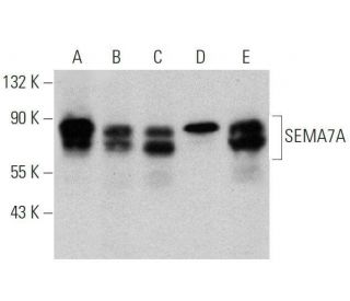 SEMA7A Antibody (C-6) - Western Blotting - Image 359541 