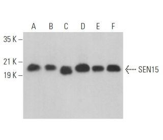 SEN15 Antibody (F-4) - Western Blotting - Image 369040 