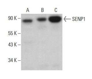 western blotting image from recommended SENP1 (C-12) monoclonal antibody replacement. Image 382679