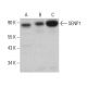 western blotting image from recommended SENP1 (C-12) monoclonal antibody replacement. Image 382679