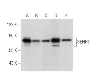 SENP3 Antibody (E-7) - Western Blotting - Image 301686 