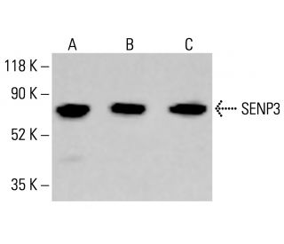 SENP3 Antibody (G-3) - Western Blotting - Image 413426