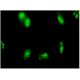 SENP5 Antibody (3C2) - Immunofluorescence - Image 346157 