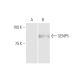 SENP5 Antibody (3C2) - Western Blotting - Image 347641
