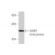 SENP5 Antibody (3C2) - Western Blotting - Image 350353 