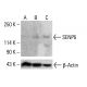 SENP6 Antibody (79-M) - Western Blotting - Image 412725