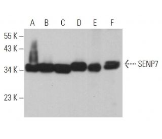 SENP7 Antibody (E-8) - Western Blotting - Image 367243 
