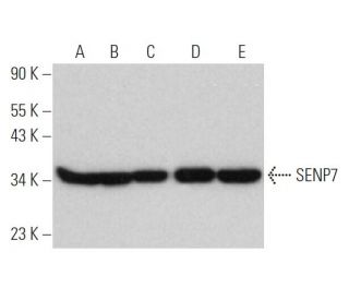SENP7 Antibody (G-7) - Western Blotting - Image 374830 